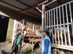 Babinsa Koramil 0810/04 Berbek Beri Motivasi Sambangi Peternak Kambing di Desa Binaan