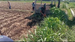 Babinsa Bantu Warga Tanam Jagung Tingkatkan Ketahanan Pangan Di Wilayah