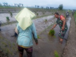 Babinsa Balongrejo Dampingi Petani dalam Penanaman Bibit Padi