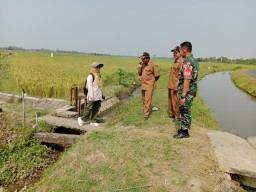 Babinsa Patianrowo Bersama PPL Tinjau Lokasi Panen Padi di Desa Babadan