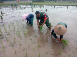 Tingkatkan Ketahanan Pangan, Babinsa Bantu Petani Tanam Padi di Gebangkerep