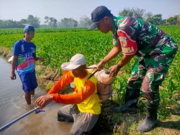 Babinsa Tanjunganom Dampingi Petani Berantas Gulma Padi, Wujudkan Swasembada Pangan