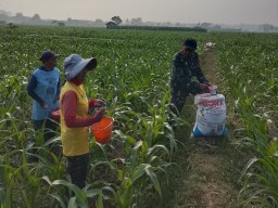 Sukseskan Program Swasembada Pangan, Babinsa Desa Pesudukuh Dampingi Petani di Lapangan