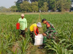 Babinsa Desa Pesudukuh Dukung Ketahanan Pangan Lewat Pendampingan Petani