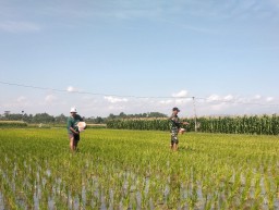 Babinsa Bantu Warga dalam Pemupukan Padi, Wujudkan Ketahanan Pangan