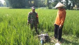 Babinsa Tegaron Dampingi Petani Lakukan Penyiangan dan Pengairan Padi