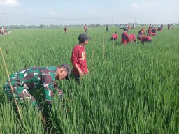 Babinsa Koramil 0810/15 Rejoso Dampingi Petani dalam Pengamatan Padi dan Pembuatan Pupuk Organik