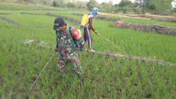 Babinsa Koramil 0810/02 Bagor Membantu melaksanakan penyemprotan gulma padi Dengan Petani Desa Binaan