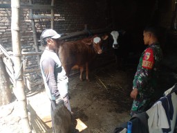Babinsa Koramil 0810/04 Berbek Komsos Bersama Warga Peternak Sapi Di Wilayah