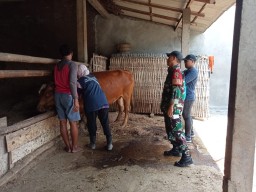Babinsa Koramil 0810/15 Rejoso Dampingi Vaksinasi Ternak Sapi di Wilayah Binaannya