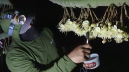 Petani Lamongan Kembangkan Durian Premium Lewat Polinasi Manual