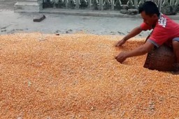 Petani Jagung Sumringah, Harga Tembus Rp 6.000 Per Kilogram