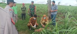 Blitar Geger! Mayat Pria Tanpa Identitas Ditemukan di Lahan Tebu Perhutani