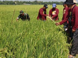 Babinsa Koramil 0810/15 Rejoso Dampingi PPL dan Kelompok Tani Lakukan Pengamatan Tanaman Padi di Wilayah Binaan