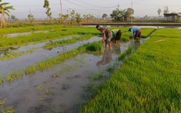 Babinsa Koramil Bagor Bantu Petani Lakukan Pencabutan bibit padi