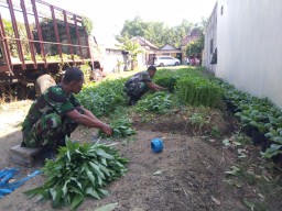Anggota Koramil 0810/11 Prambon Panen Raya Kangkung dan Pakcoy, Berkah untuk Warga Masyarakat