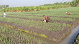 Sukseskan program ketahanan pangan, Babinsa Koramil 0810/02 Bagor dampingi petani bawang merah di desa binaan