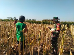 Wujud Kepedulian Terhadap Petani, Babinsa Ngronggot Dampingi Warga Panen Jagung