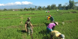 BABINSA KORAMIL 0810/04 BERBEK BANTU PETANI CABUT RUMPUT DI SAWAH DESA SEMARE