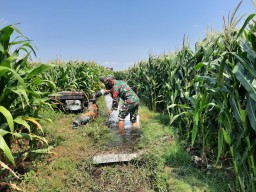Babinsa Koramil 0810/11 Prambon Bantu Petani Irigasi Lahan Jagung di Desa Sonoageng