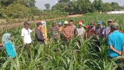 Babinsa Dampingi PPL Sosialisasi Insektisida pada Jagung, Upaya Tingkatkan Produktivitas Petani