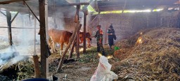 Babinsa Rejoso Dampingi Vaksinasi Hewan Ternak di Desa Wengkal