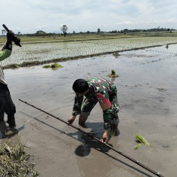 Babinsa Koramil 0810/11 Prambon Dampingi Petani, Wujudkan Ketahanan Pangan di Desa