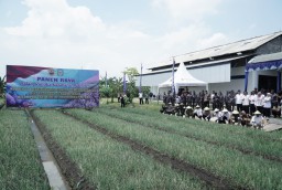 Dandim Nganjuk Dampingi KomandanaKodaeral V dan Kasdam V/Brw Tinjau Panen Raya Bawang Merah, Progam Ketahanan Pangan di Nganjuk