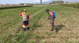 Babinsa Koramil 0810/04 Berbek Bantu Petani Semprot Hama Tanaman Jagung Di Wilayah