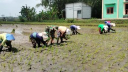 Babinsa Payaman Ajak Warga Tanam Padi Serentak Dukung Ketahanan Pangan