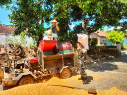 Babinsa Suru Bantu Warga Giling Jagung di Tengah Cuaca Tak Menentu