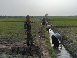 Babinsa Desa Mlorah Gotong Royong Bersama Warga Bersihkan Saluran Irigasi Persawahan di Wilayah Binaan