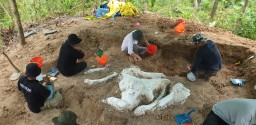 Geger! Rangka Gajah Purba Stegodon Utuh Berusia 800.000 Tahun Ditemukan di Nganjuk