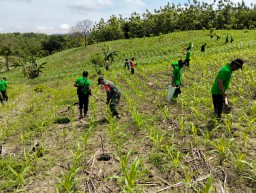 Babinsa Lengkonglor Bersama Perhutani Gelar Penanaman Pohon Jati di Kawasan Hutan RPH