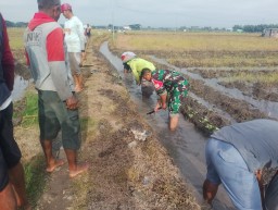 Menjelang Musim Tanam, Babinsa Desa Sambikerep Laksanakan Pembersihan Saluran Irigasi Bersama Poktan Rukun Tani