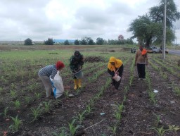 Babinsa Koramil 0810/15 Rejoso Melaksanakan Pendampingan Pemupukan Jagung Bersama Petani di Wilayah Binaannya