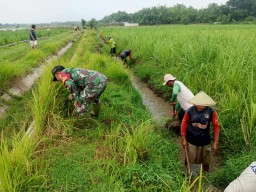 Babinsa Bersama Masyarakat Laksanakan Karya Bakti di Desa Paron
