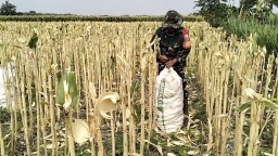 Dukung Ketahanan Pangan Wilayah, Babinsa Koramil 0810/03 Loceret Dampingi Petani Panen Jagung
