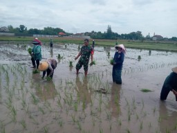 Tingkatkan Ketahanan Pangan, Babinsa Bantu Petani Tanam Padi