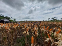 Dalam Rangka Mendukung Program Ketahanan Pangan Babinsa Koramil 0810/15 Rejoso Panen Jagung Bersama Petani diWilayah Binaannya
