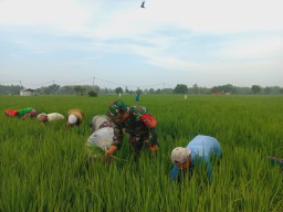 Babinsa Koramil 0810/02 Bagor Dampingi Petani Lakukan Penyiangan Padi di Desa Buduran