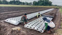 Wujudkan Hanpangan, Personel Koramil 0810/11 Prambon Siapkan Lahan untuk Tanam Sayur Pakcoy