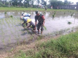 Babinsa Kel. Bogo Koramil 0810/01 Nganjuk Aktif Selalu Dampingi Petani Masa Penanaman Padi