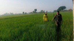 BABINSA KORAMIL 0810/02 BAGOR DAMPINGI PETANI LAKUKAN PENYEMPROTAN TANAMAN PADI
