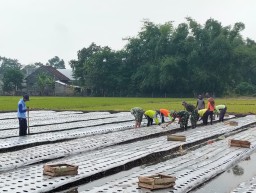 Personel Koramil 0810/11 Prambon Laksanakan Penanaman Sayur Pakcoy di Lahan Demplot
