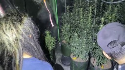 Polres Jombang Gerebek Rumah Kontrakan, Temukan Ratusan Batang Ganja Siap Panen