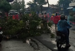 Hujan Angin Terjang Lirboyo, Pohon Tumbang dan Kabel Listrik Putus Sebabkan Kemacetan