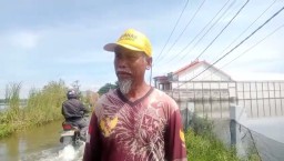 Luapan Bengawan Jero Rendam Ribuan Hektar Tambak, Petambak Kalitengah Lamongan Bertahan di Tengah Kerugian