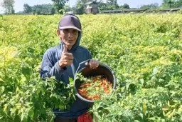 Cabai Tembus Rp 80 Ribu per Kg Menjelang Nataru, Petani Kembali Tersenyum