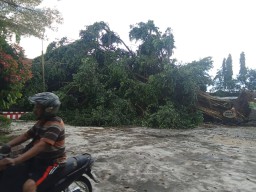 Hujan dan Angin Robohkan Pohon Beringin di SMAN 3 Kediri, Tiga Kelas Rusak